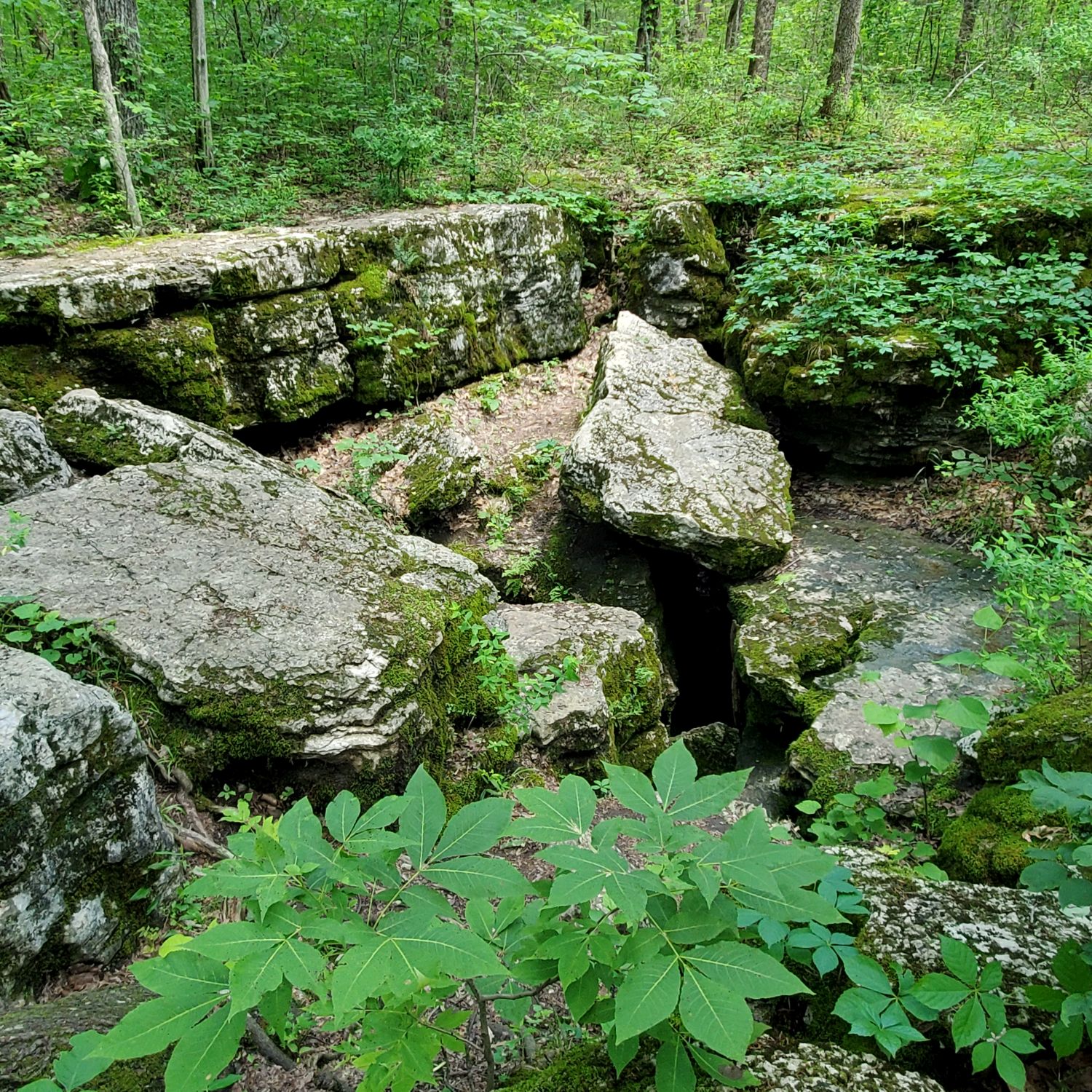 Cedars of Lebanon State Park 